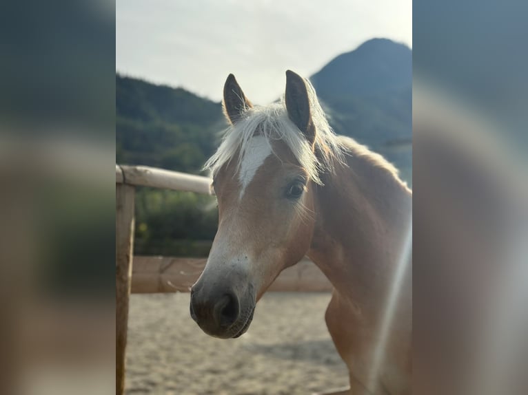 Noriker Hengst 1 Jaar 150 cm Gevlekt-paard in Gummern
