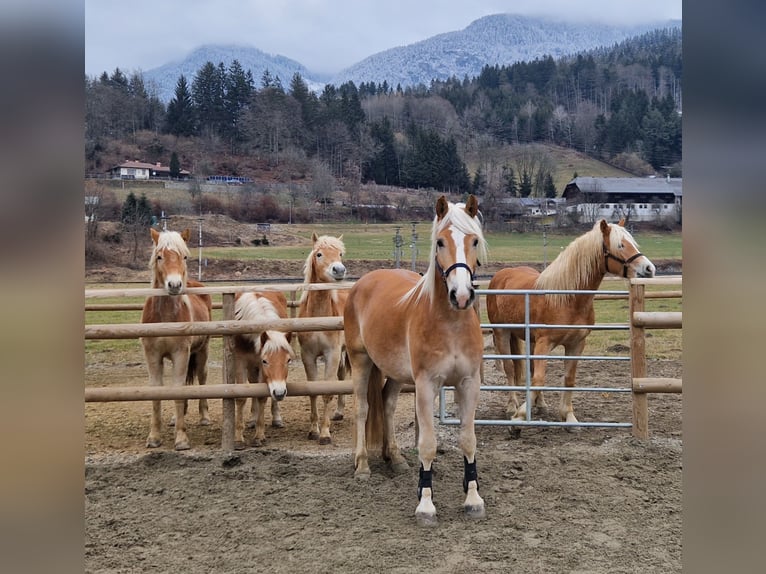 Noriker Hengst 1 Jaar 150 cm Gevlekt-paard in Gummern