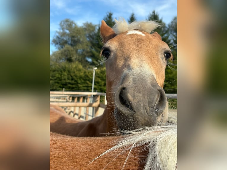 Noriker Hengst 1 Jaar 150 cm Gevlekt-paard in Gummern
