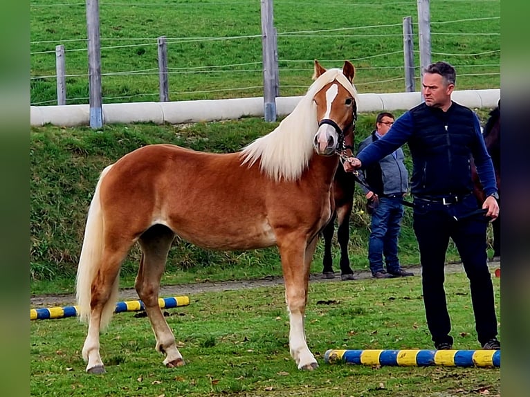 Noriker Hengst 1 Jaar 150 cm Gevlekt-paard in Gummern