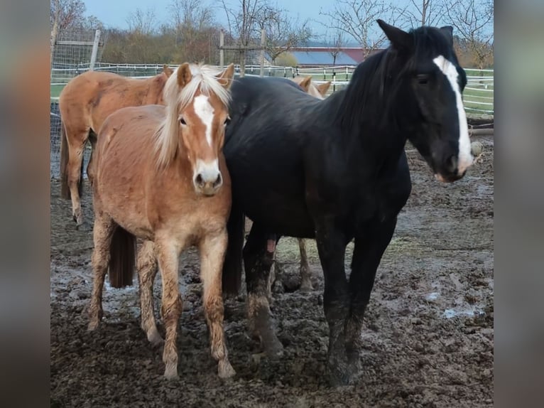 Noriker Hengst 1 Jaar 153 cm Bruin in Weihenzell