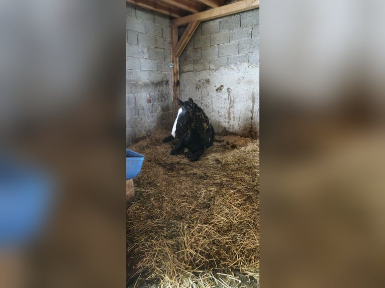 Noriker Hengst 1 Jaar 153 cm Bruin in Weihenzell