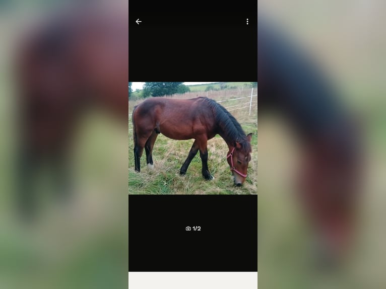 Noriker Hengst 1 Jaar 162 cm Bruin in Bad Gandersheim