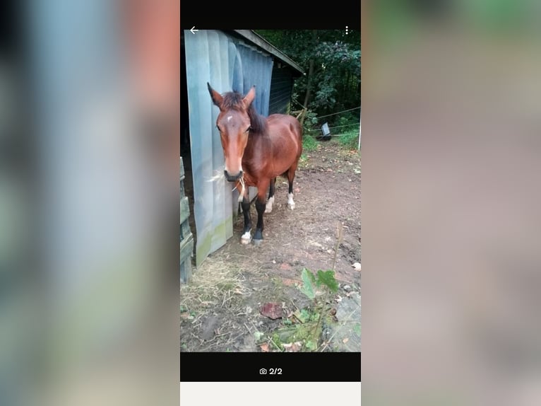 Noriker Hengst 1 Jaar 162 cm Bruin in Bad Gandersheim