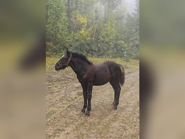 Noriker Hengst 1 Jaar 162 cm Zwart in Schwarzenberg
