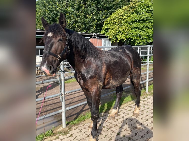 Noriker Hengst 1 Jaar 163 cm Zwart in Meckenheim