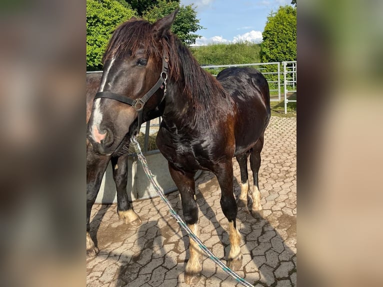 Noriker Hengst 1 Jaar 163 cm Zwart in Meckenheim