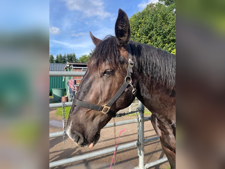 Noriker Hengst 1 Jaar 163 cm Zwart in Meckenheim