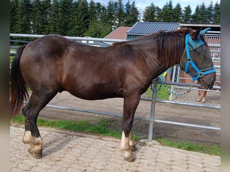 Noriker Hengst 1 Jaar 163 cm Zwart in Meckenheim