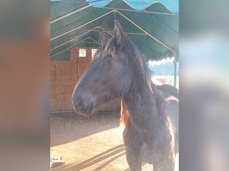 Noriker Hengst 1 Jaar 164 cm Zwart in Michelstadt