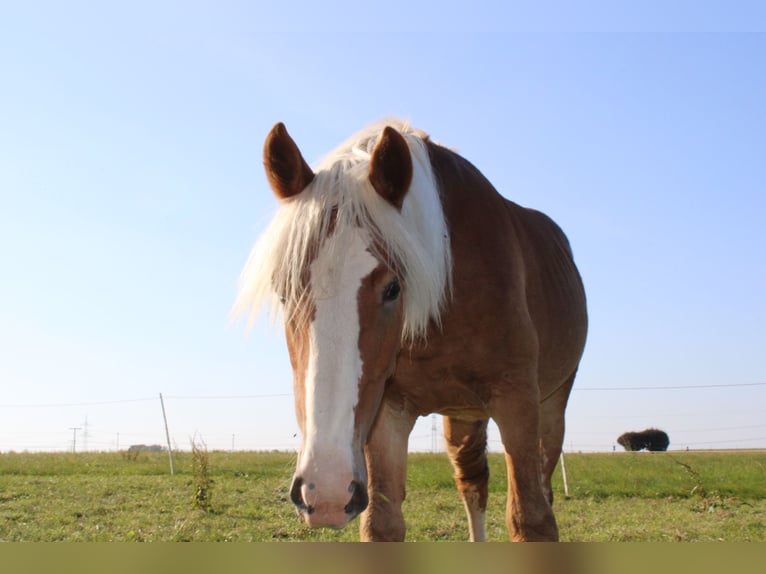 Noriker Hengst 1 Jaar 165 cm Vos in Günzburg