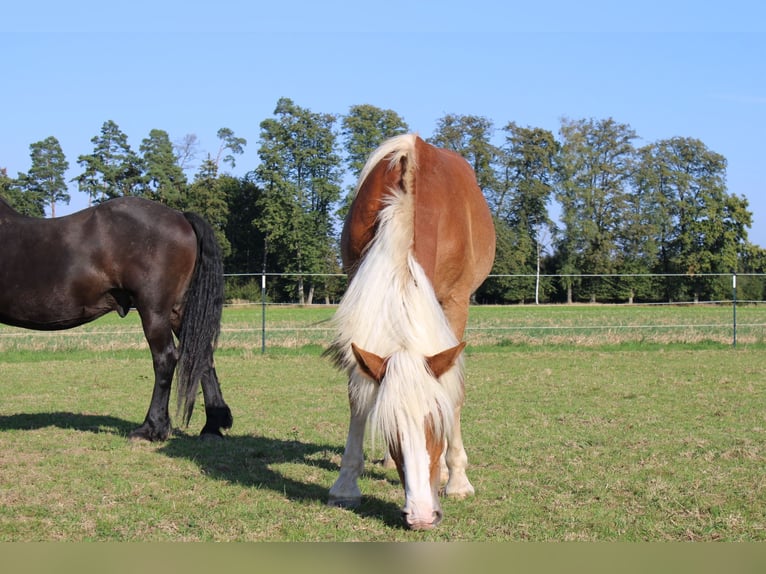 Noriker Hengst 1 Jaar 165 cm Vos in Günzburg