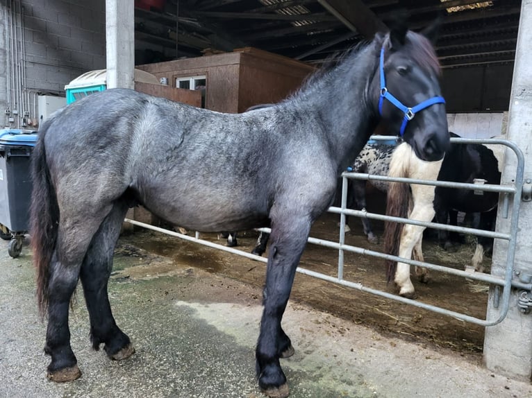 Noriker Hengst 1 Jaar 175 cm in Küßnach