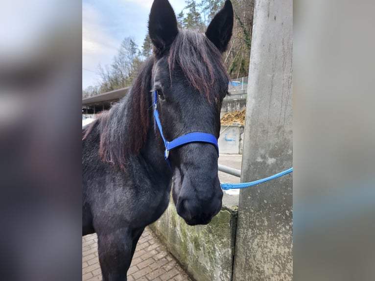 Noriker Hengst 1 Jaar 175 cm in Küßnach