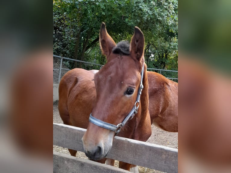 Noriker Hengst 1 Jaar Bruin in Gerhardshofen