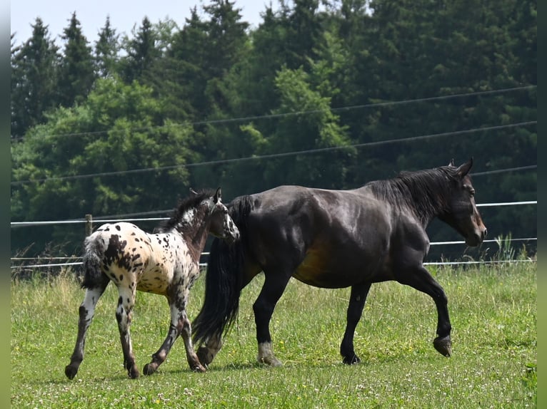 Noriker Hengst 1 Jaar in Klettgau