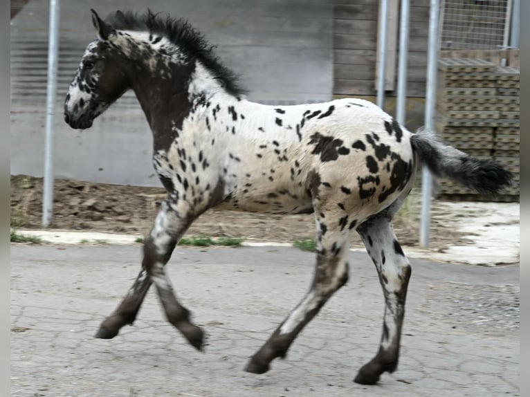 Noriker Hengst 1 Jaar in Klettgau