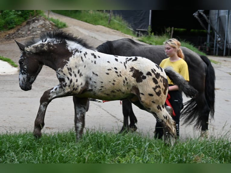 Noriker Hengst 1 Jaar in Klettgau