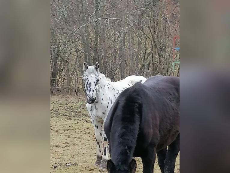 Noriker Hengst 1 Jaar in Regen