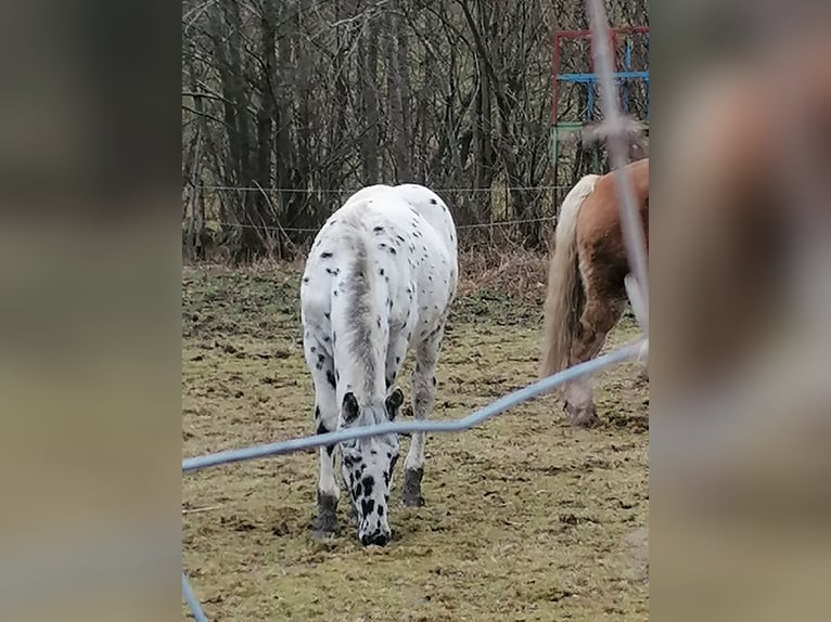 Noriker Hengst 1 Jaar in Regen