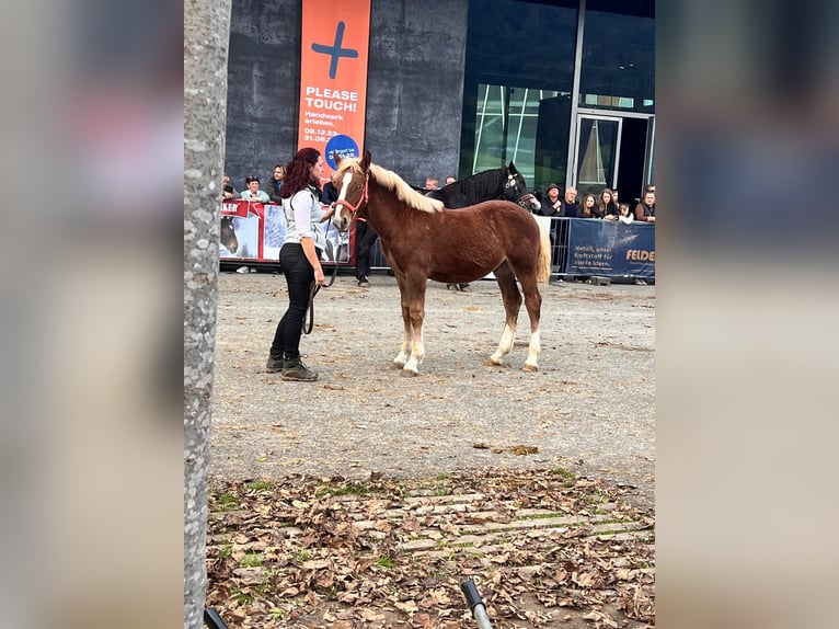 Noriker Hengst 1 Jaar Vos in Feldkirch