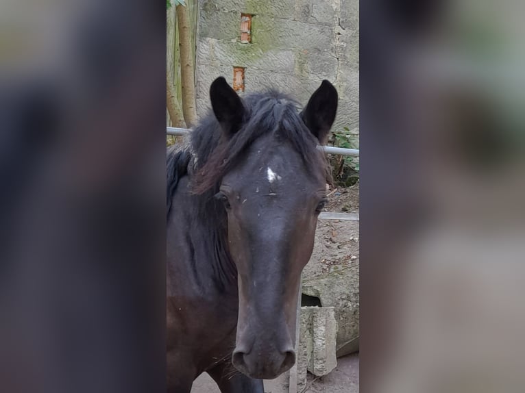 Noriker Hengst 1 Jaar Zwart in Gerhardshofen