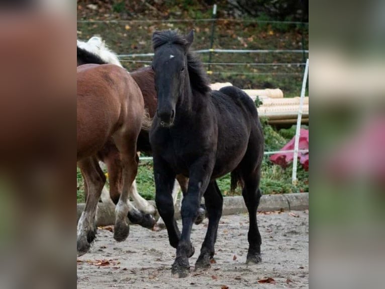 Noriker Hengst 1 Jaar Zwart in Marktschellenberg