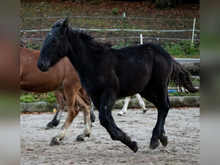 Noriker Hengst 1 Jaar Zwart in Marktschellenberg