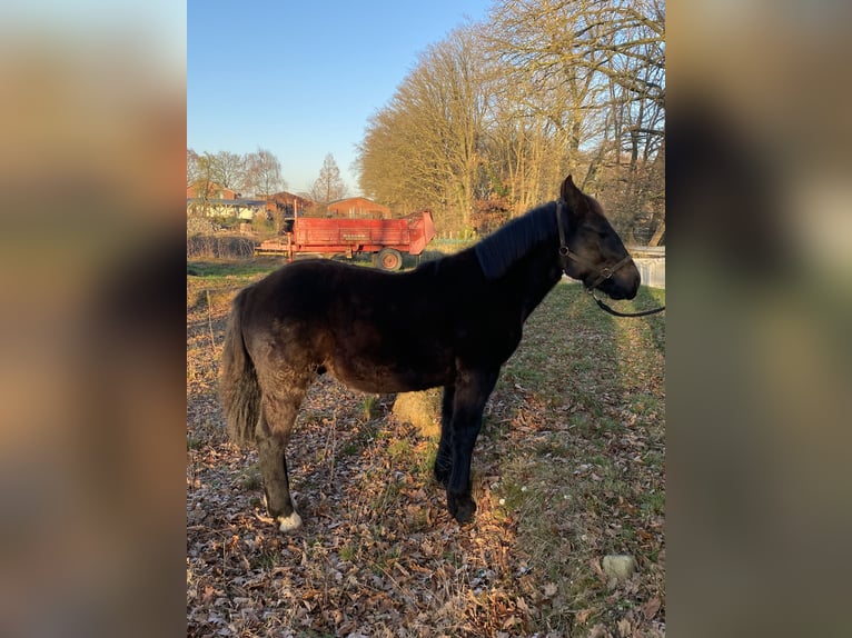 Noriker Hengst 1 Jaar Zwart in Wegberg