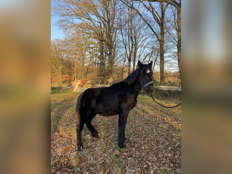 Noriker Hengst 1 Jaar Zwart in Wegberg