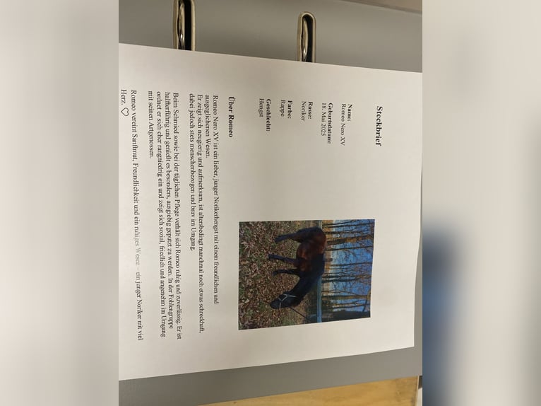 Noriker Hengst 1 Jaar Zwart in Wegberg