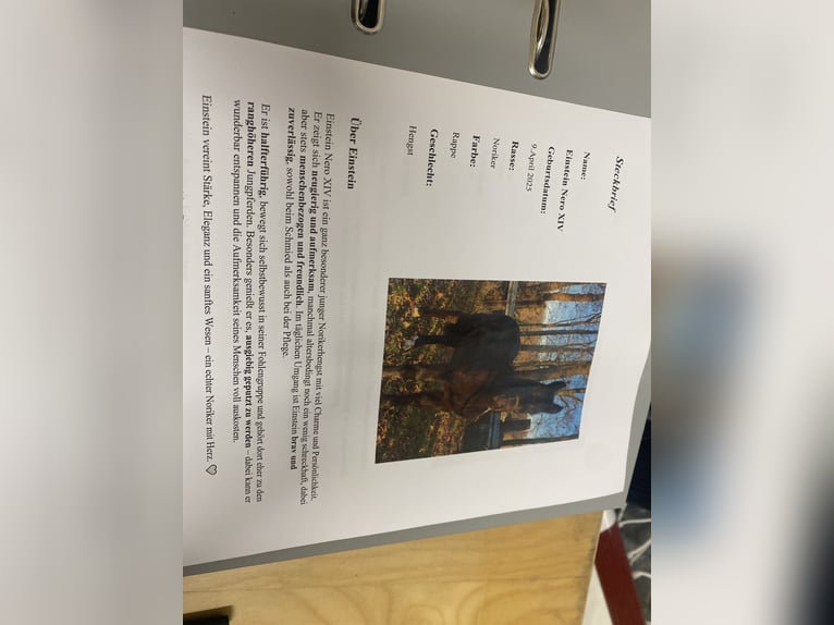 Noriker Hengst 1 Jaar Zwart in Wegberg