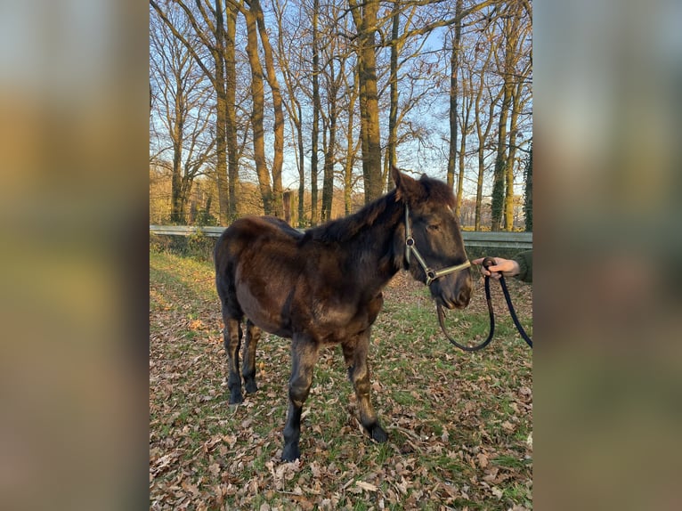Noriker Hengst 1 Jaar Zwart in Wegberg