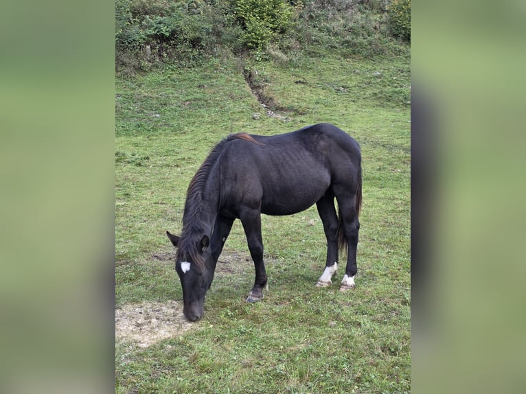Noriker Hengst 1 Jaar Zwart in Krakaudorf