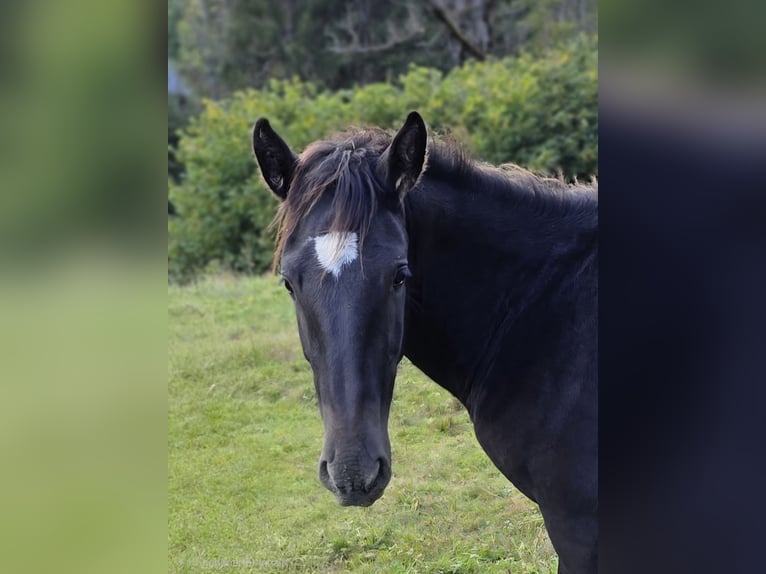 Noriker Hengst 1 Jaar Zwart in Krakaudorf