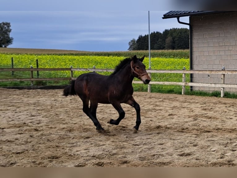 Noriker Hengst 1 Jaar Zwartbruin in Pettenbach