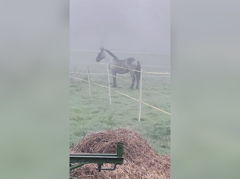 Noriker Hengst 1 Jahr 120 cm Blauschimmel in Michelstadt