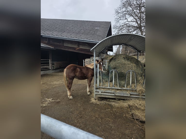 Noriker Hengst 1 Jahr 135 cm Rotfuchs in Ingelsdorf