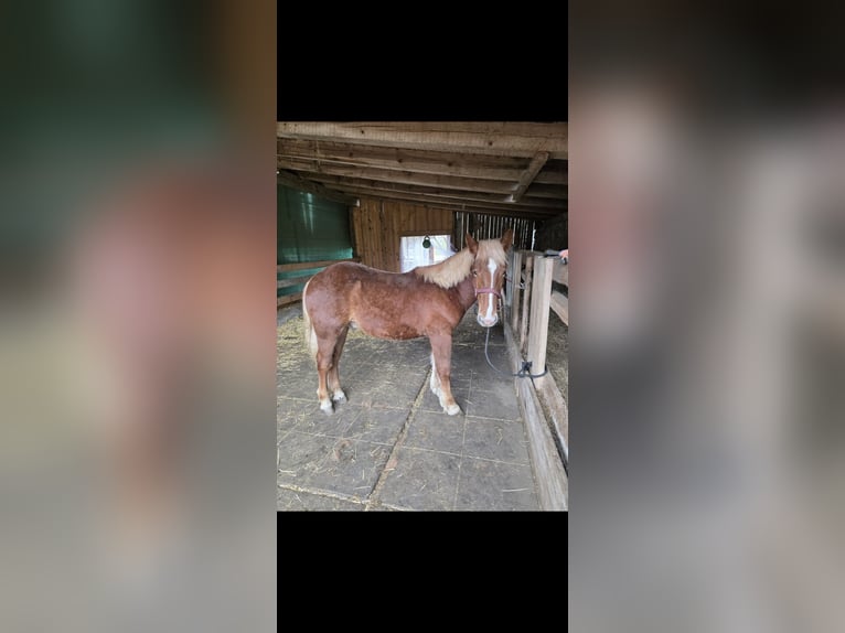 Noriker Hengst 1 Jahr 135 cm Rotfuchs in Ingelsdorf
