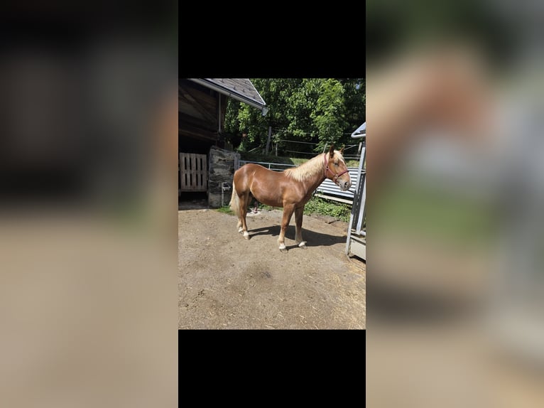 Noriker Hengst 1 Jahr 135 cm Rotfuchs in Ingelsdorf