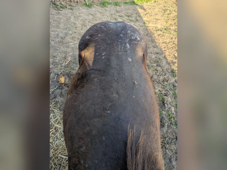 Noriker Mix Hengst 1 Jahr 135 cm Tigerschecke in Erftstadt
