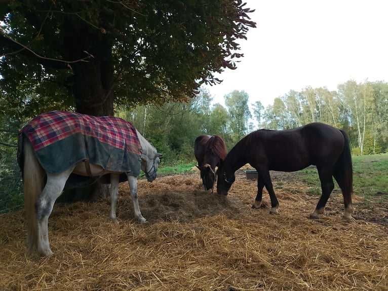 Noriker Hengst 1 Jahr 150 cm Brauner in Dortmund