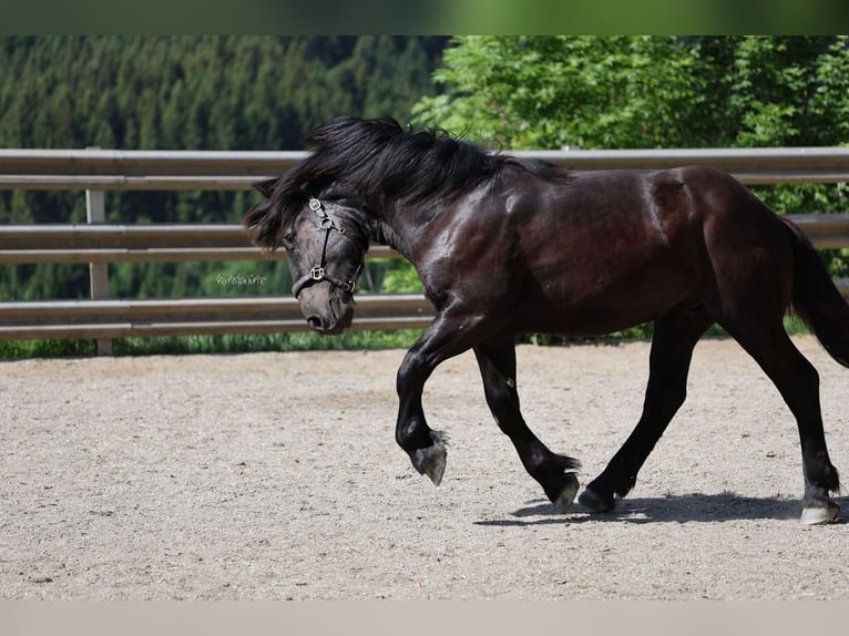Noriker Hengst 1 Jahr 150 cm Rappe in St.Johann im Pongau