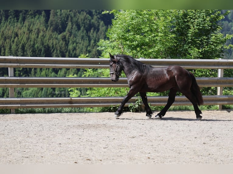 Noriker Hengst 1 Jahr 150 cm Rappe in St.Johann im Pongau