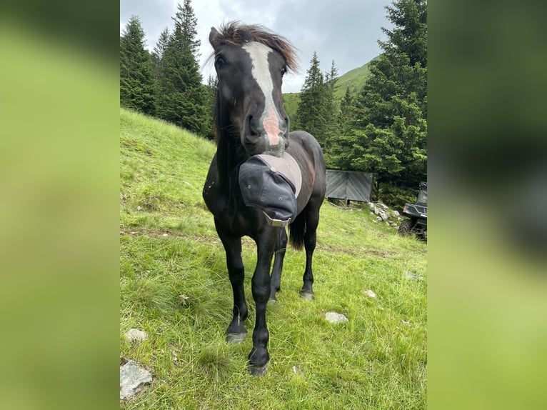 Noriker Hengst 1 Jahr 150 cm Rappe in Taiskirchen im Innkreis