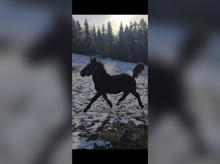 Noriker Hengst 1 Jahr 162 cm Rappe in Schwarzenberg