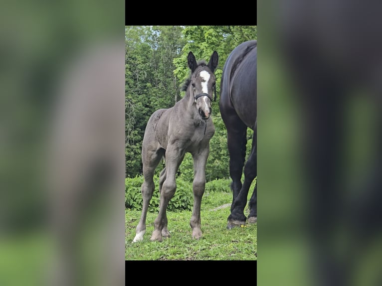 Noriker Hengst 1 Jahr 162 cm Rappe in Schwarzenberg
