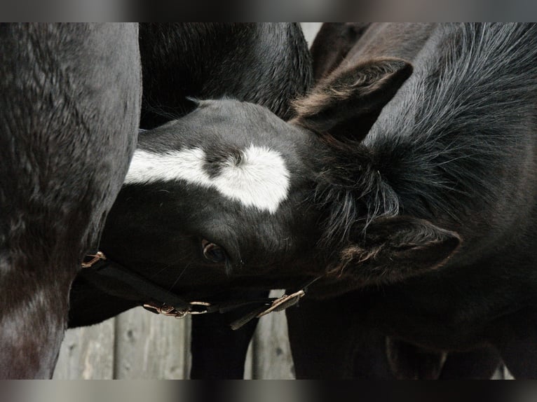 Noriker Hengst 1 Jahr 162 cm Rappe in Schwarzenberg