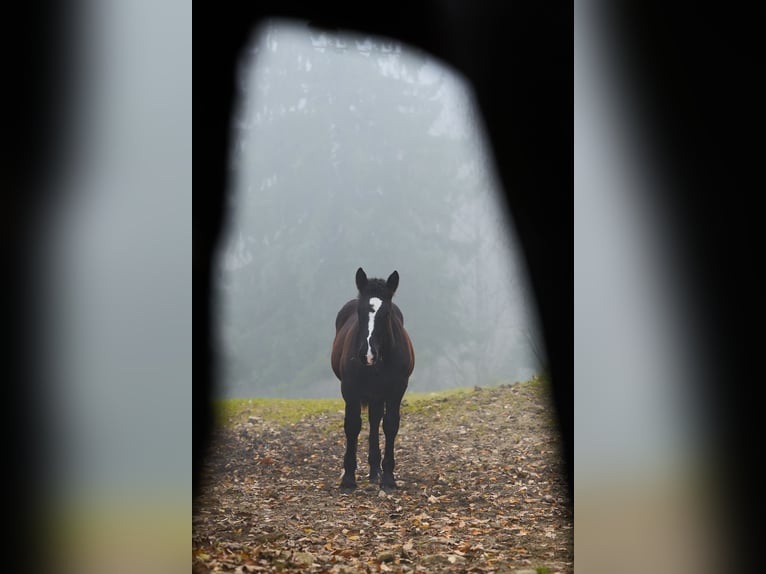 Noriker Hengst 1 Jahr 162 cm Rappe in Schwarzenberg