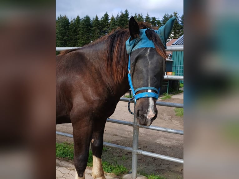 Noriker Hengst 1 Jahr 163 cm Rappe in Meckenheim